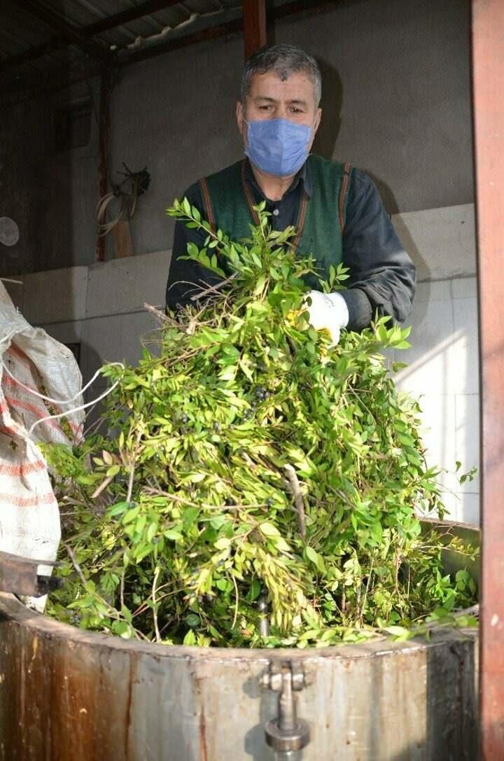 <p>Akseki'nin Sinanhoca mahallesinden vatandaşların orman işletme m&uuml;d&uuml;rl&uuml;ğ&uuml;nden almış olduğu izin ile k&ouml;yl&uuml;lerden kestirmiş olduğu mersin, diğer bir adıyla murt meyvesinin bağını 5 liraya alan m&uuml;teşebbis meyvenin yapraklarından aromatik yağ &ccedil;ıkartarak satmaya başladı.</p>
