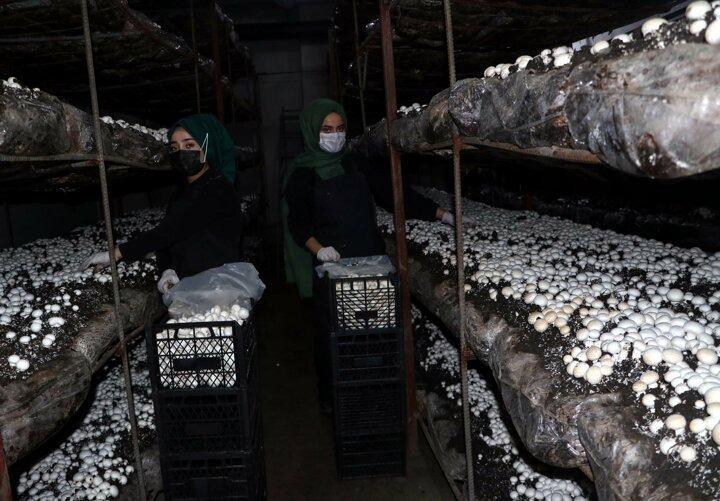 <p>Doğu Anadolu Bölgesi'nin en büyük mantar üretim tesisi Van'da kuruldu. Oktay Kara ve 2 ortağı tarafından bir yıl önce kurulan mantar üretim tesisinin, 1700 metrekare kapalı alanı bulunuyor.</p>

