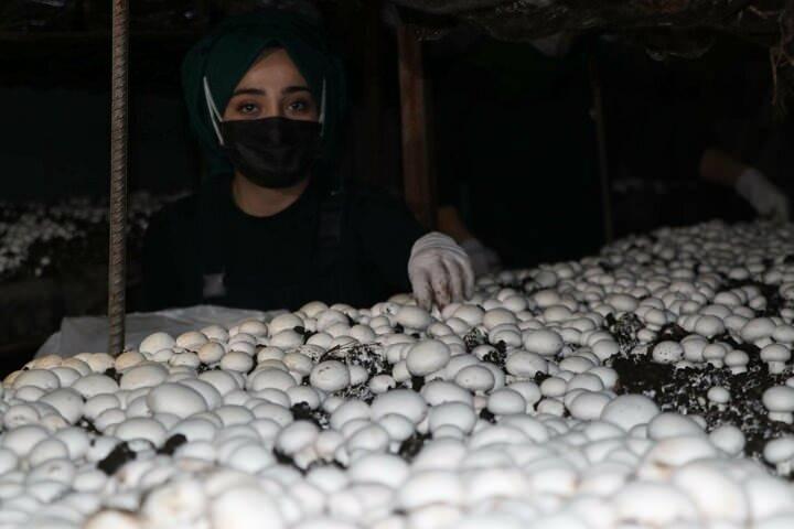 <p>Tesiste özellikle kadınların çalıştığını belirten Kara şöyle konuştu: "Bir yıl önce bu mantar üretim tesisini kurduk. Bu tesiste 30 kişiye istihdam sağlıyoruz. Burada Aylık 20 ton mantar üretiyoruz ve Doğu Anadolu Bölgesi'nin de en büyük tesisiyiz. Çok daha büyük bir tesis kurmak istiyoruz. Amacımız hem istihdama katkı sunmak hem de bölgemizde olmayan bir üretimi yapmak. Biz buradan Doğu Anadolu Bölgesinin birçok iline mantar gönderiyoruz. Daha önce buraya mantar genelde Akdeniz Bölgesi'nden geliyordu. Biz bu üretim tesisini kurduktan sonra kendi üretimimizi kendimiz yapıyoruz. Daha önce gelen mantarlar yolu da hesaba katarsak biraz olsun sararmış geliyordu. Ama burada ürettiğimiz mantarlar çıktığı gün manavlarda, marketlerde yerini alıyor. Ayrıca artık bölgede de ucuz mantar evlerde yerini alıyor"</p>
