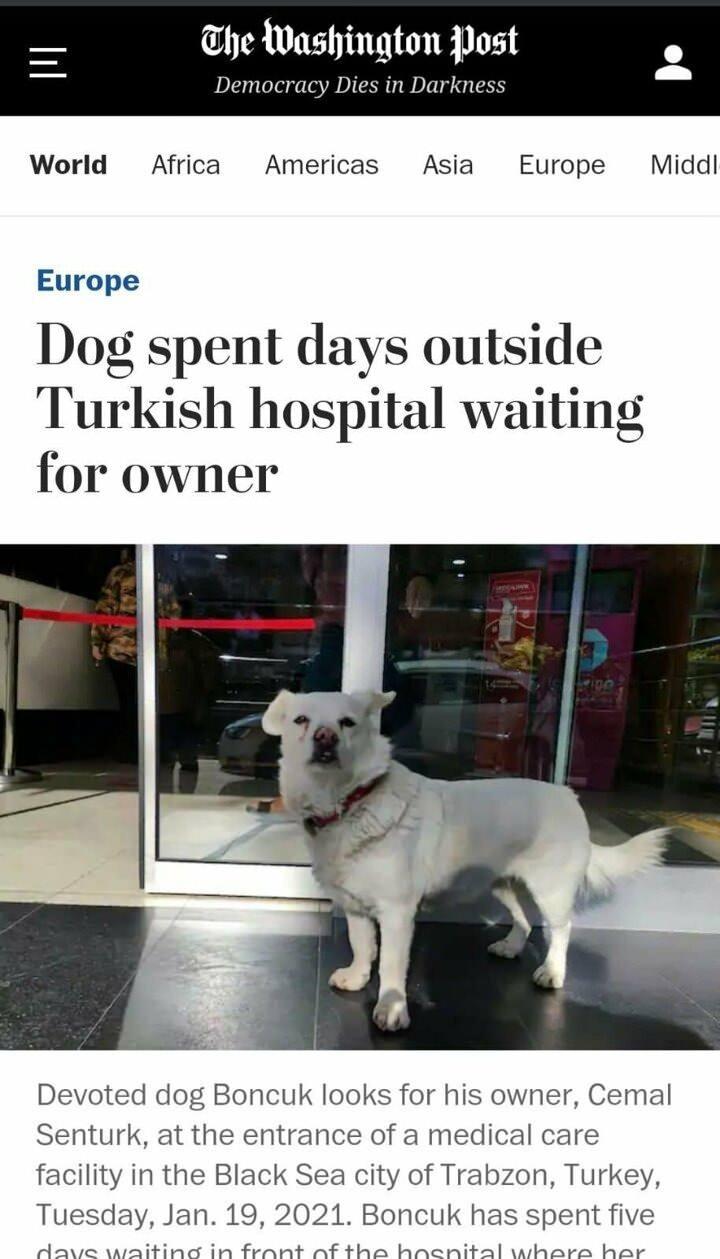 Trabzon'da hastane kapısında 5 gün geçiren 'Boncuk' dünya basınında