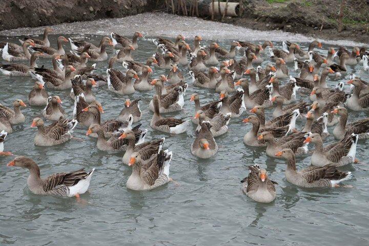 <p>Hatay Mustafa Kemal &Uuml;niversitesi İşletme B&ouml;l&uuml;m&uuml; son sınıf &ouml;ğrencisi Ahmet Raşit &Ouml;zt&uuml;rk, pandemi s&uuml;recinde y&uuml;z y&uuml;ze eğitime ara verilip, uzaktan eğitimin başlamasını fırsat bilerek, boş zamanlarını değerlendirmek istedi. Yaptığı araştırmalar sonucunda kaz &ccedil;iftliği kurmaya karar veren &Ouml;zt&uuml;rk, kendi işini kurmadan &ouml;nce, konuya hakim olmak i&ccedil;in bir &ccedil;iftlikte d&uuml;ş&uuml;k &uuml;cretle &ccedil;alışmaya başladı ve işi &ouml;ğrendikten sonra hayal ettiği &ccedil;iftliği kurdu.</p>
