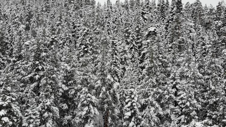 <p>Ilgaz Dağları'nda bulunan sarıçam, karaçam ve köknarın hakim olduğu ağaç türleri tamamen kar ile kaplandı. Kış turizminin önemli merkezlerinden olan Ilgaz’da kar yağışı sonrası ortaya renkli görüntüler çıktı. Kartpostallık manzaranın oluştuğu Ilgaz Dağı'nın eşsiz güzellikleri, drone ile havadan görüntülendi. </p>

<p> </p>
