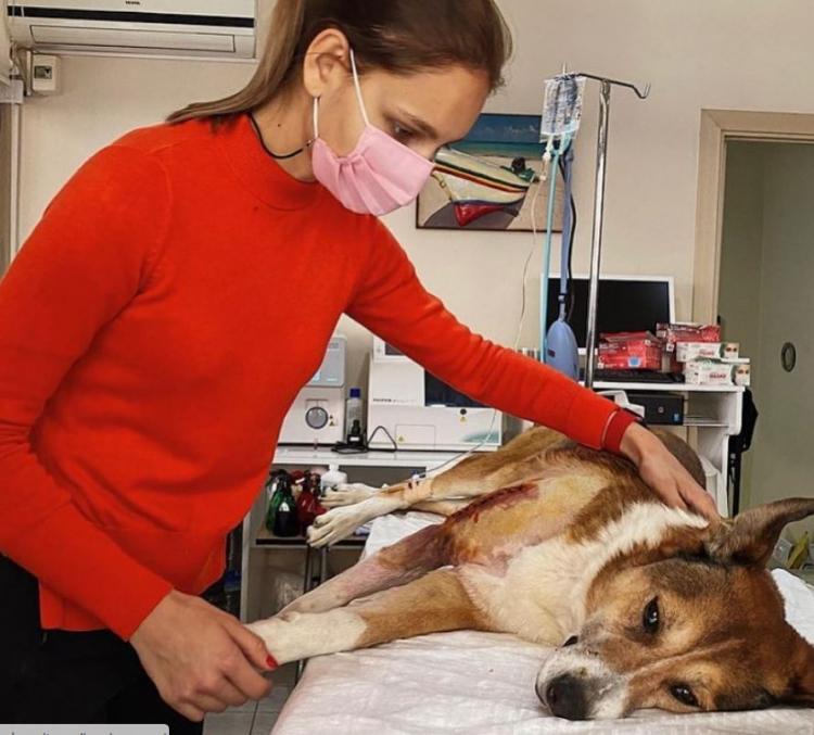 <p>Ünlü oyuncu, 2015 yılında İstanbul'da bulup sahiplendiği köpeğini ameliyat ettirdi. May, bu hareketiyle takdir topladı.</p>

