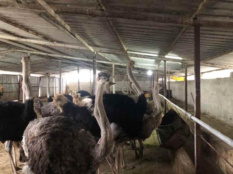 Profesörlüğü bıraktı bu işe başladı! İsrail'e kafa tuttu