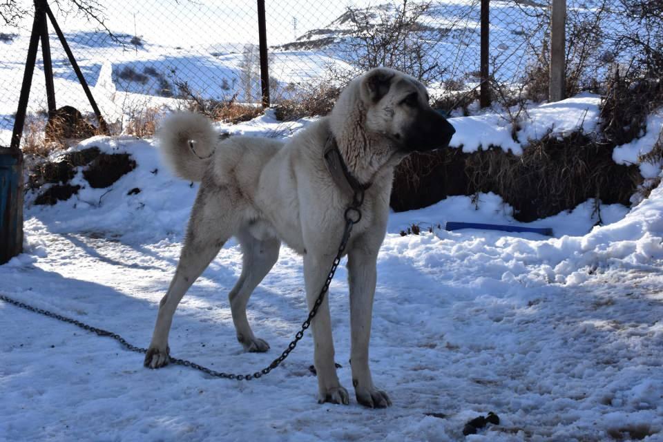<div> Telef olan köpekten geriye sadece başı ve iskeleti kaldı. Kurt saldırılarının ardından Sivas Doğal Irk Kangal Köpeği Sevenler ve Koruyanlar Derneği Başkanı ve köpek uzmanı Orhan Yalçınkaya, kış aylarında köylere inen kurtlara karşı uyarılarda bulundu. </div>
<div> </div>