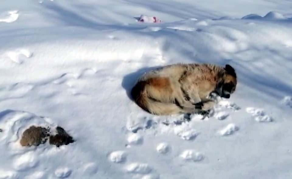 <p>Erciş ilçesine bağlı Çelebibağı Mahallesi'nde, bir sokak köpeğinin yavrusu donarak öldü. Anne köpek, saatlerce yavrusunun başında bekledi. Eksi 20 derece olan dondurucu soğukta köpek, zaman zaman yavrusunu yaladı, kimi zaman da baş ucuna yatan köpek, mahalleliyi de duygulandırdı. </p>