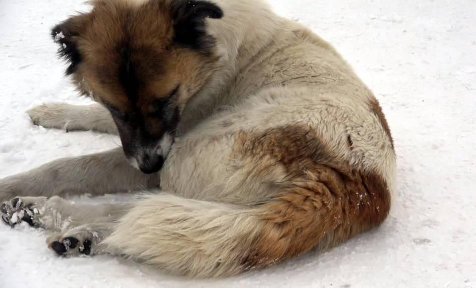 <p><strong>'ANNELİK İÇGÜDÜSÜNÜ BEN BU KÖPEKTE GÖRDÜM, 1 GÜN BAŞINDA BEKLEDİ'</strong></p>
<p>Namaz kıldıktan sonra camiden çıkarken yavru köpeğin öldüğünü fark ettiğini anlatan Seyfullah Kasımoğlu, "Yol ortasında biri yavru, iki köpeğin olduğunu gördüm. Biraz yaklaştığımda yavru köpeğin öldüğünü fark ettim. Çok kötü oldum, çok üzüldüm.</p>