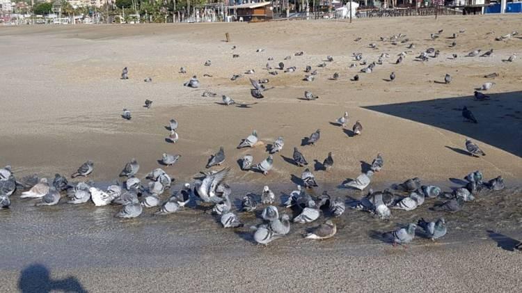 <p>Sahilleri baştan sona tarayanlar, zaman zaman dedektörün verdiği sinyaller doğrultusunda kumu kazarak değerli eşya bulmanın sevincini yaşadı.</p>
<p> </p>