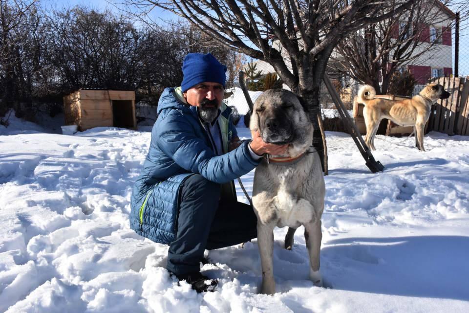 <div>Sivas'ın Gemerek ilçesine bağlı Koçoğlu köyünde çiftçi Tanış Korkmaz'a (50) ait Kangal köpeği önceki gün 7 kurdun saldırısı sonrası telef oldu. </div>