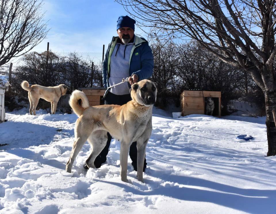 <p>Çünkü kurtlar da bir cana sahip ve oradaki köpek yoğunluğunu görünce uzak kalacaklardır. Köpeklerimiz de bu sayede telef olmayacaktır" dedi.</p>
