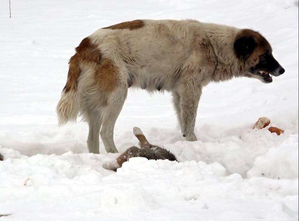 <p> Anne köpek yavrusunun başında öylece bekliyordu. Köpeği merak ettiğim için birkaç saat sonra evden gelip görmek istedim. Ama, yerinde değildi.</p>