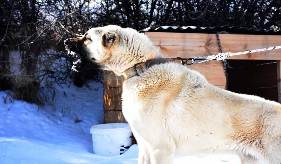 <p>Sürü sahiplerinin kurtlara karşı en az 3 orijinal Kangal köpeği beslemeleri gerektiğini belirten Yalçınkaya, aksi takdirde sürü halinde gelen kurtlara karşı köpeklerin tek karşılık veremeyeceğini söyledi.</p>