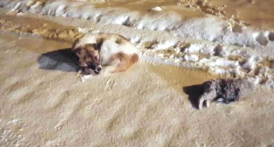 <p>Mahalleden Seyfullah Kasımoğlu, "Yol ortasında biri yavru, iki köpeği gördüm. Yaklaştığımda yavru köpeğin öldüğünü fark ettim. Çok kötü oldum, çok üzüldüm" dedi.</p>
<p> </p>