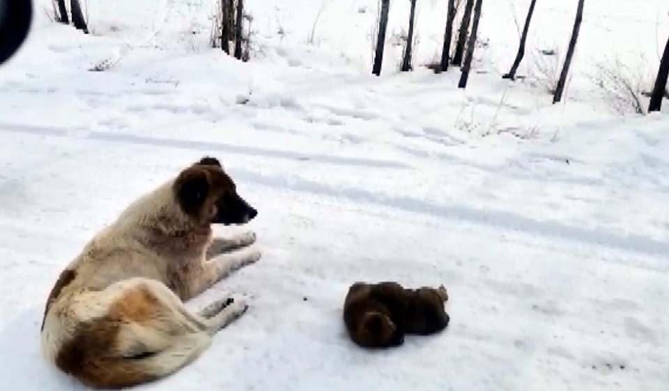 <p>Mahalleli hem yavru köpeğin ölümüne hem de anne köpeğin durumundan büyük üzüntü duyduklarını dile getirdi. Geçen saatlere rağmen anne köpek, kar altında yavrusunun başında beklemeyi sürdürdü.</p>
<p> </p>