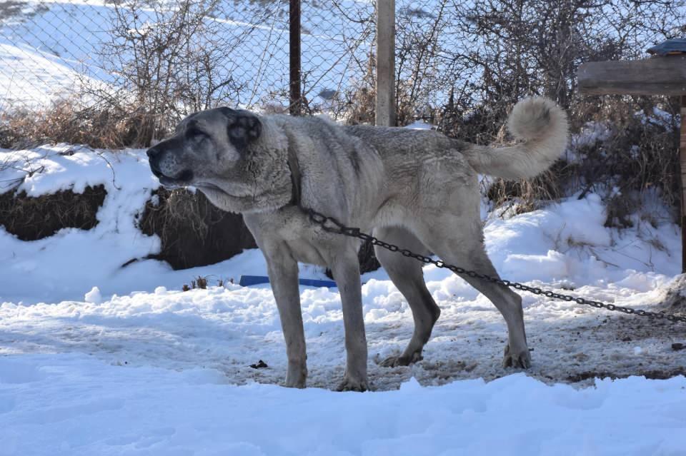 <p>Kurt ile mücadele etmek istiyorlar ise orijinal kangal köpekleri tercih edilmelidir. Ancak o zaman başarılı olunabilir. Sürü sahipleri bu konuda daha seçici olurlarsa seviniriz" diye konuştu. </p>
