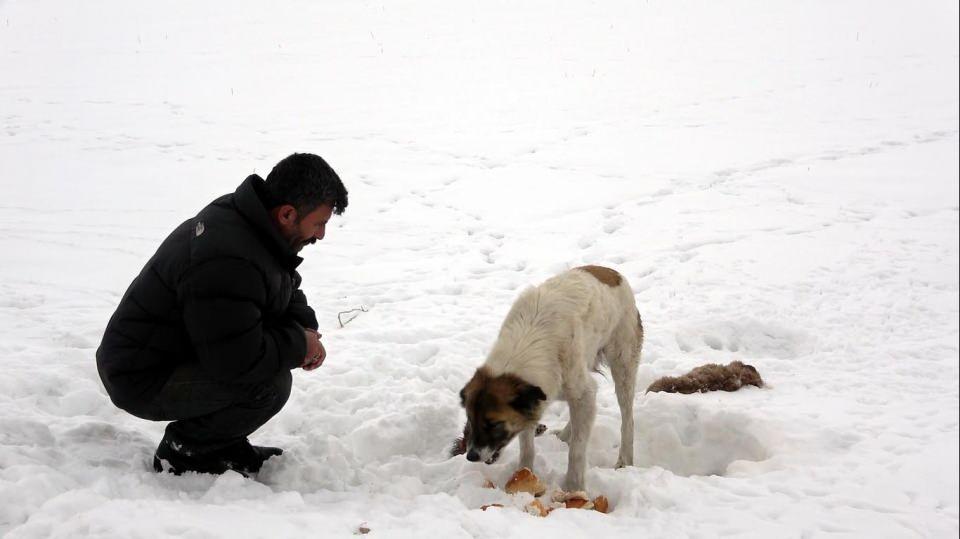 <p>Çok zor bir durum bu. Annelik içgüdüsü nasıl bir şey ben bu köpekte gördüm. Bir gün sonra sabah geldiğimde köpek kar ve tipinin altında hala yavrusunu bekliyordu" dedi.</p>