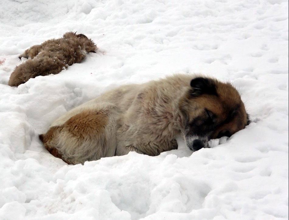 <p>Yanına yaklaşan diğer köpeklere saldırıp, yavru köpeğin yanına yaklaşmasına izin vermiyordu. Evden biraz et getirip, anne köpeğe verdim. </p>