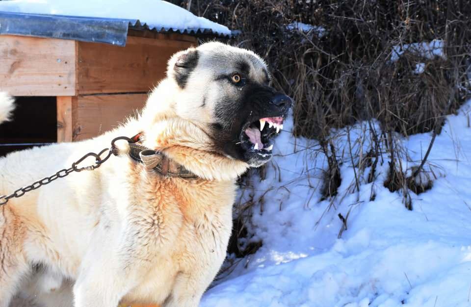 <p>Kangal köpeği kurtlarla mücadele edeceği için daha başarılı olur. Hem bu sayede kurdu tanımayan canlıların da telef olması engellenecektir. O olaylardaki köpekleri incelediğimiz zaman orijinal kangal olmadıklarını fark edebiliriz. </p>
