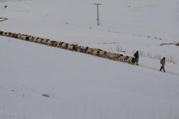 <p>Besiciler, k&ouml;y&uuml;n uzağında yemledikleri hayvanlarını akşam saatlerinde tekrar ağıla g&ouml;t&uuml;r&uuml;yor.</p>
