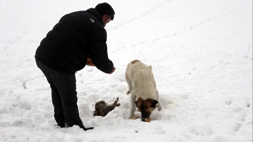 <p> Biraz daha uzakta bulunan ağaçlık alana yavrusunu getirmiş başında bekliyordu. Gece geç saatlerde, yani olaydan 10 saat sonra geldiğimde hala yavru köpeğin başında bekliyor. </p>