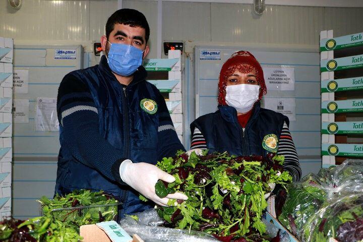 <p>Kentte i&ccedil; piyasaya s&uuml;rmek i&ccedil;in i&ccedil;erisinde Asya k&ouml;kenli 7 farklı yeşillik bulunan Mascolin Salata &uuml;retmeye karar veren Sira&ccedil; Orhan, 20 d&ouml;n&uuml;ml&uuml;k arazisine salatanın i&ccedil;erisinde bulunan Bulls Blood (Tam kırmızı pancar yaprağı), Red Chard (Yeşil yaprak kırmızı damarlı pancar yaprağı), Tah Tsai (&Ccedil;in lahanası), Mizuna (Japon lahanası), Kırmızı Hardal, Yenilebilen Kasimpati, Lollo Bionda (mini kıvırcık marul) ekti.</p>
