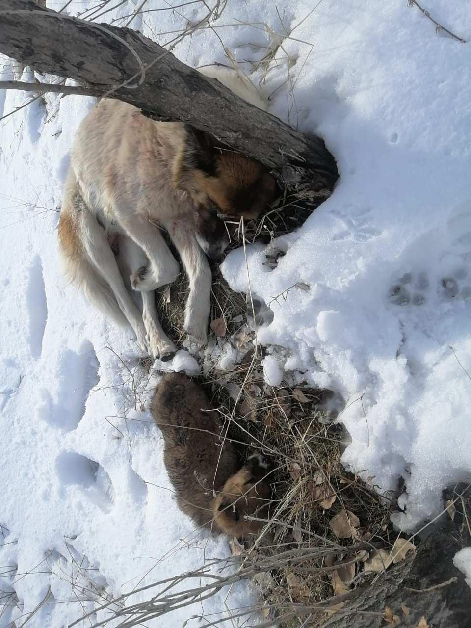 <p>Yavrusunun başından bir an olsun ayrılmayan köpek için mahalleden bazıları yiyecek bıraktı. Anne köpek, ölü yavrusunun yanına yaklaşan köpeklere de saldırdı. Anne köpeğin yavrusunun başında acı bekleyişi yürekleri burktu.</p>
<p> </p>
