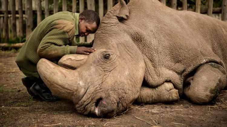 <p>Dünya'daki son erkek kuzey beyaz gergedanına veda. (Kenya)<br />
<br />
© Ami Vitale</p>

<p> </p>

<p> </p>
