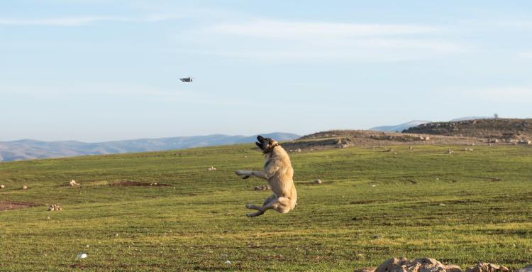 <p>Koyun sürüsünü çekmek için yükselen dronun yaklaştığını gören Kangal köpeği, koşarak 5 metre yükseklikteki dronu kaptı. Kangal köpeği daha sonra dronu bırakıp uzaklaştı. Dron kamerası bu anları saniye saniye kaydetti. </p>
<p> </p>