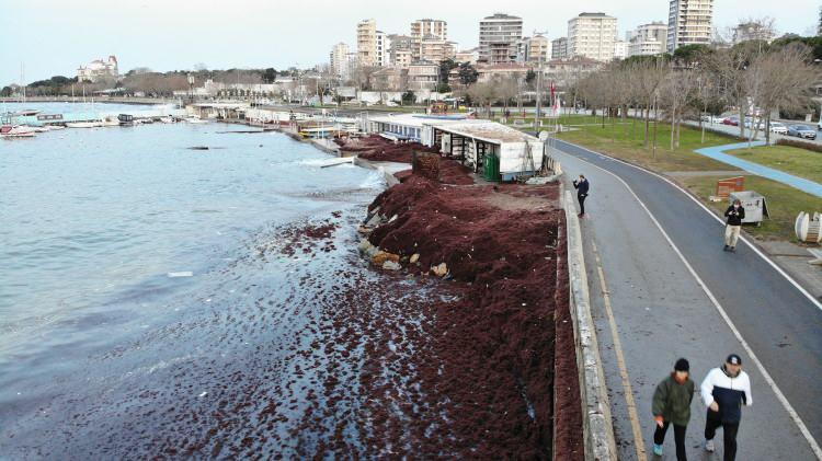 <p>Kadıköy Caddebostan sahilinde havanın aydınlanmasıyla beraber sahile vuran kırmızı yosunlar ve çöpler göze çarptı.</p>
