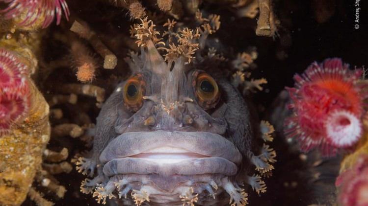 <p>Japon Denizi`nde görüntülenen bir "Chirolophis japonicus"<br />
<br />
© Andrey Shpatak</p>

<p> </p>
