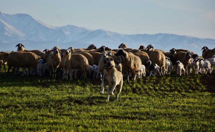 <p><strong>'KOYUNLARA HİÇBİR ŞEYİ YAKLAŞTIRMIYOR'</strong></p>
<p>Sürü sahibi Seçkin Ekici, köpeğinin koyunlara hiçbir şeyi yaklaştırmadığını belirterek, "Köpeğimi Sivas'tan getirttim. Gerçekten harika bir köpek. </p>