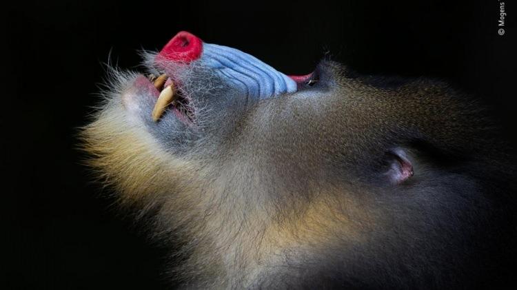 <p>Mandril.<br />
<br />
© Mogens Trolle</p>
