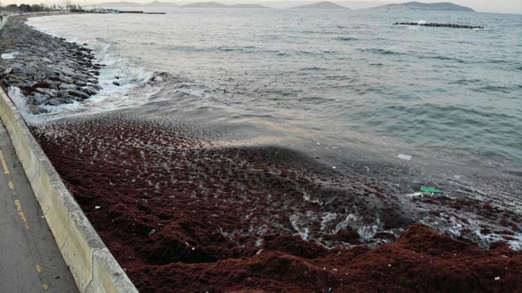 <p>Kadıköy’de Caddebostan Sahilinde kayalıkları kırmızı yosunlar ve çöpler kapladı. Denizde etkili olan dalgalar, kırmızı yosunları sahildeki kayalıklara çıkararak kırmızı görüntüler oluşturdu. </p>
