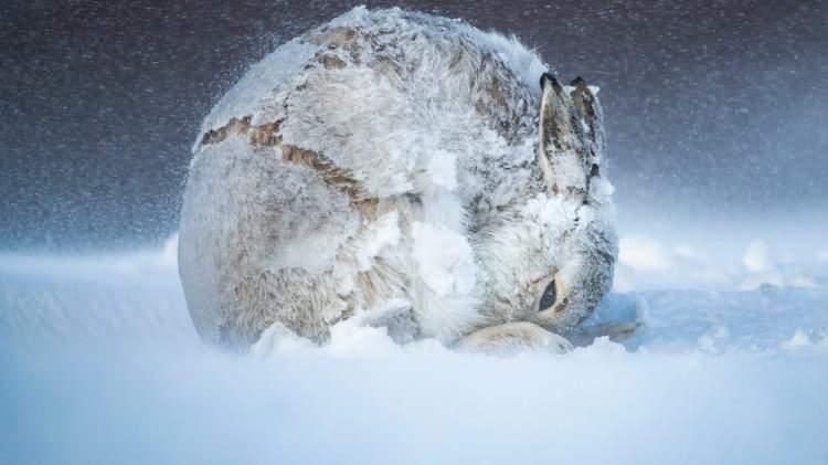 <p>İskoçya Cairngorms Milli Parkı`nda bir tavşan.</p>

<p>© Andy Parkinson</p>
