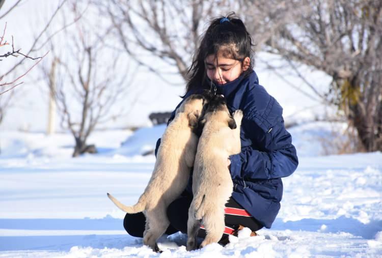 <p>Sivas Doğal Irk Kangal Köpeği Sevenler ve Koruyanlar Derneği Başkanı ve köpek uzmanı Orhan Yalçınkaya'nın kızı Naz Yalçınkaya (12), neredeyse her gün beraber vakit geçirdiği Kangal köpeklerine olan sevgisiyle dikkat çekiyor. </p>
