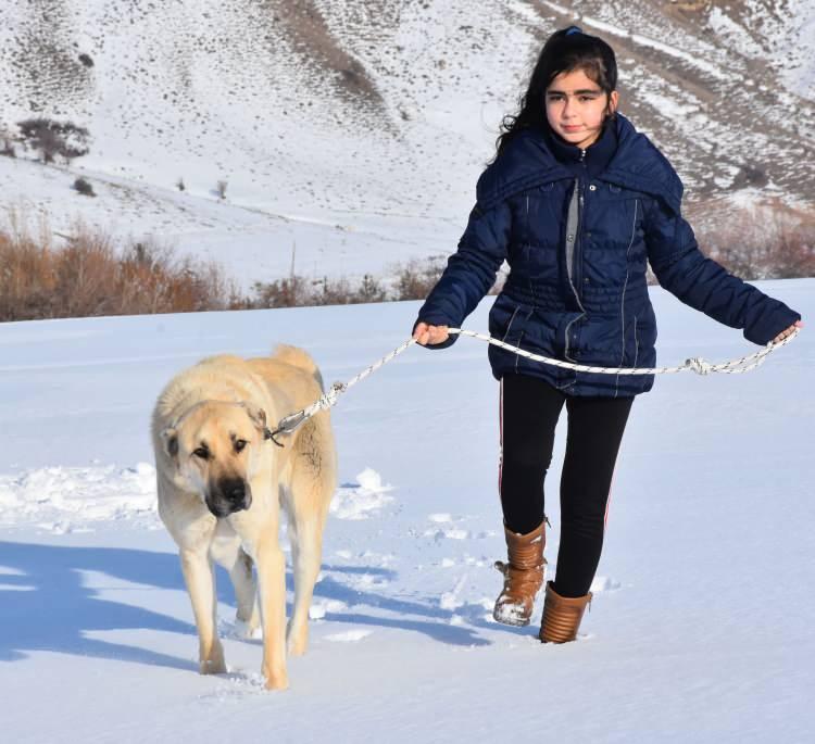 

<p>Babası çiftlikte Kangal köpeklerinin bakımını yaparken, bebekliğinden itibaren hayvanlarla iç içe olan Naz ise yavrularıyla ilgileniyor. Kangal köpeği yavruları ise Naz’ı gördüklerinde etrafında toplanıyor. Pandemi nedeniyle okula gitmeyen Naz, bu süreçte Kangal köpekleriyle olan bağını daha da güçlendirdi. Naz, çiftlikte bulunan Kangal’ları korkusuzca gezdiriyor. </p>
<p> </p>
<p>” _msthidden=”A” _mstalt=”97959732″ _msthash=”121″><br />
						</figure>
</p></div>
</div>
</div>
		</div>

				<footer class=