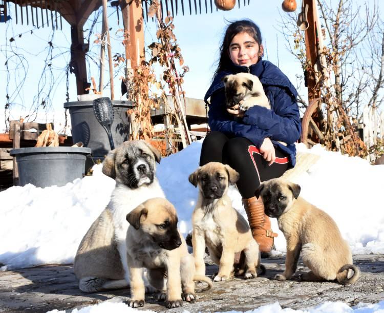 <p><strong>'NAZ'A, KANGALLARIN PRENSESİ, DİYORUM'</strong></p>

<p>Kızının Kangal köpeklerine olan ilgisinden memnun olduğunu söyleyen Orhan Yalçınkaya ise "Kangal köpekleri tam manasıyla insan dostu bir canlıdır. </p>
