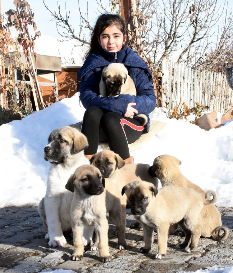 <p><strong>'BANA MUTLULUK VERİYOR'</strong></p>
<p>Kangal köpekleriyle ilgilenmeyi çok sevdiğini söyleyen Naz Yalçınkaya, "Kangal'lar bana mutluluk veriyor, onlar benim dostum. Onlarla ilgilenmeyi seviyorum. Çok tatlı canlılar. Günüm burada çok güzel geçiyor. </p>