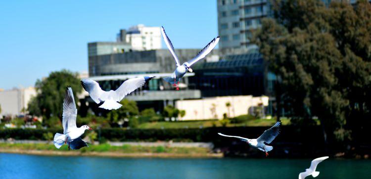 <p>Köprü üzerinden Seyhan Nehri'nde bulunan yüzlerce martıyı simit ve evden getirdikleri ekmekle besleyenler, renkli görüntüler oluşturdu. Bu anları fırsat bilen fotoğrafçılar da güzel görüntüler çekti. </p>