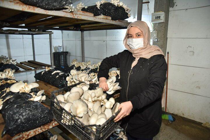 <p>Kahramanmaraş'ın Türkoğlu ilçesinde oturan kadın girişimci, merak saldığı ve hobi olarak başladığı istiridye mantarı yetiştiriciliğinde talebi karşılayamayacak noktaya geldi.</p>

<p> </p>
