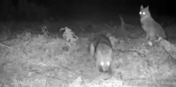 <p>DKMP 5. B&ouml;lge Afyonkarahisar M&uuml;d&uuml;rl&uuml;ğ&uuml;'n&uuml;n sosyal medya hesaplarından paylaşılan g&ouml;r&uuml;nt&uuml; ilgi &ccedil;ekti.</p>

<p>&nbsp;</p>
