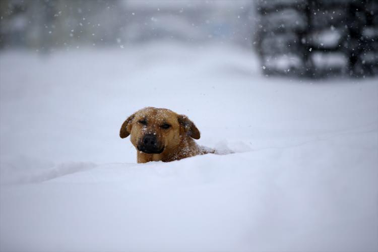 <p>Balkanlar'dan gelen soğuk ve yağışlı havanın etkisine giren kentte tipi şeklindeki kar, Demirk&ouml;y, Kof&ccedil;az ve Vize il&ccedil;eleri ile Bulgaristan'a ulaşımın sağlandığı Derek&ouml;y Sınır Kapısı'nda etkili oluyor.</p>

<p>&nbsp;</p>
