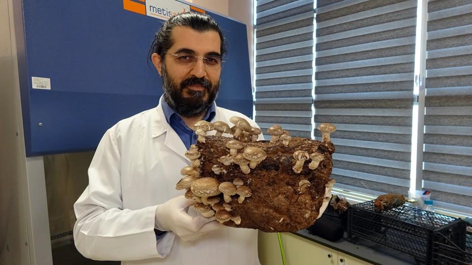 <p>Düzce Üniversitesi Geleneksel ve Tamamlayıcı Tıp Merkezi’nde laboratuvar ortamında kültürü yapılan ve seralarda yetiştirilmeye uygun hale getirilen 4 çeşit mantar fiyatlarıyla dikkat çekiyor. Kilosu 20 lira ile 4 bin lira arasında değişen mantarların yetiştirilmesi konusunda tamamlanan çalışmalar sonrasında mantar yetiştirmek isteyenlere de kurslar verilerek ekonomiye katkı sağlanması hedefleniyor.</p>