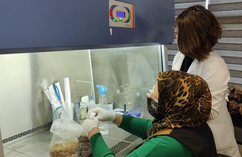 <p><strong>'FİYATI 3- 4 BİN LİRAYI GEÇİYOR' </strong></p>
<p>Geleneksel ve Tamamlayıcı Tıp Merkezi Müdürü Prof. Dr. Ertuğrul Kaya, Ar- Ge çalışmaları yaptıklarını, mantarları laboratuvar ortamında ürettiklerini belirterek, “Biz laboratuvarlarımızda her türlü mantarın Ar- Ge çalışmasını yapıyoruz. </p>