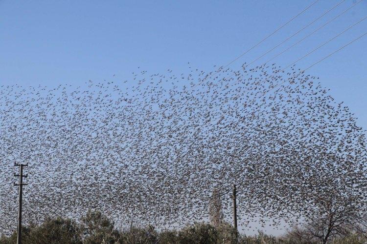 <p>Binlerce sığırcık kuşunun aynı anda yaptıkları hareketler görenleri mest etti. Uçarken mekanik sesler çıkartan sığırcık kuşları, gürültücü ve taklitçi olmalarıyla biliniyor.</p>

<p> </p>
