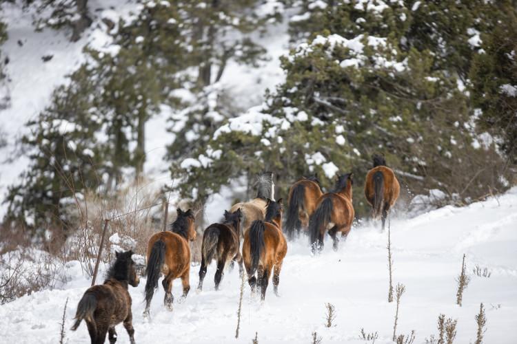 <p>Antalya'nın Beydağları eteklerinde sürüler halinde özgürce dolaşan ve kar nedeniyle yiyecek bulmakta zorlanınca dağın aşağı kısımlarına inen yılkı atları, doğaseverlerin ilgisini çekiyor.</p>

<p> </p>

