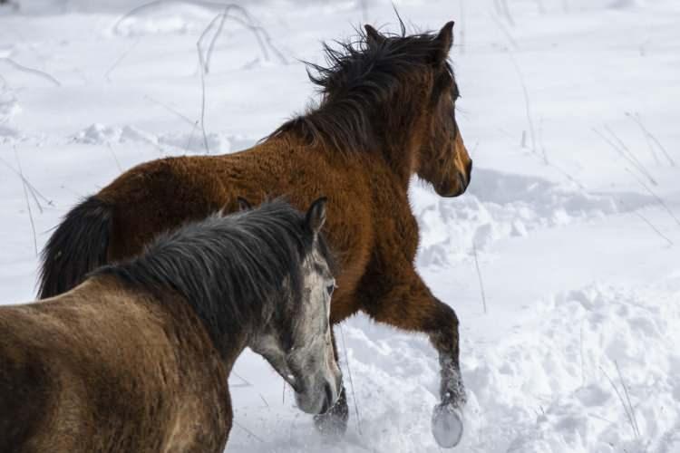 <p>Toros Dağları'nın batı uzantısı Beydağları'nın eteklerdeki ormanlık alanda yaşayan s&uuml;r&uuml;lerden biri, karlar &uuml;zerinde yiyecek ararken g&ouml;r&uuml;nt&uuml;lendi. Birbirlerinden ayrılmadan dolaşan atlar, beyaz &ouml;rt&uuml; ve ağa&ccedil;lar arasında g&uuml;zel g&ouml;r&uuml;nt&uuml;ler oluşturdu.</p>
