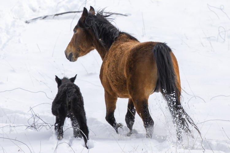 <p><strong>D&uuml;şmanları azaldığı i&ccedil;in sayıları arttı</strong></p>

<p>Yaban hayatı &uuml;zerine &ccedil;alışmalar yapan Akdeniz &Uuml;niversitesi Manavgat Meslek Y&uuml;ksekokulu Dr. &Ouml;ğr. &Uuml;yesi Halil İbrahim Yolcu, AA muhabirine, Antalya'nın yılkı atlarının en fazla bulunduğu b&ouml;lgelerden birisi olduğunu s&ouml;yledi.</p>
