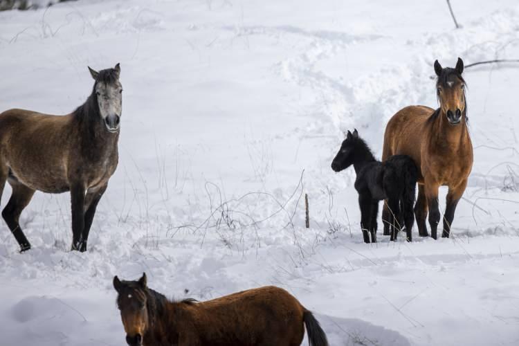 <p>Toroslar'da yabani at pop&uuml;lasyonunun yıllar itibarıyla arttığını belirten Yolcu, atların sayısının sadece Beydağları'nın farklı b&ouml;lgelerinde 300'den fazla olduğunun tahmin edildiğini dile getirdi.</p>

<p>Atların b&ouml;lge i&ccedil;in bir zenginlik olduğunu anlatan Yolcu, "Atları avlayabilen kurt gibi yırtıcı hayvanların sayısı azaldı. Tayları ise az sayıda yırtıcı avlıyor. Yılkı s&uuml;r&uuml;leri bu nedenle rahat &ccedil;oğalabiliyor." diye konuştu.</p>
