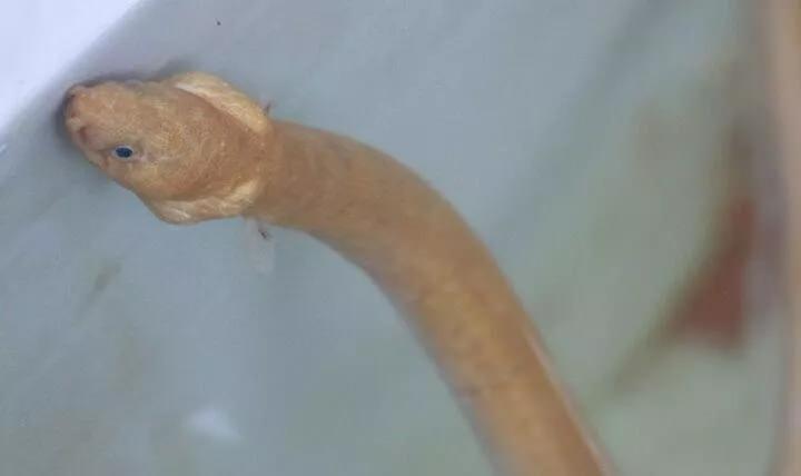 <p>Doğal yaşamına devam etmesi i&ccedil;in denize bıraktılar<br />
<br />
Teknenin kaptanı Erhan &Ccedil;if&ccedil;i de G&uuml;zelyalı a&ccedil;ıklarında yakaladıkları balığı g&ouml;r&uuml;nt&uuml;ledikten sonra doğal yaşamına devam etmesi i&ccedil;in denize bıraktıkları anlattı.<br />
<br />
&Ccedil;if&ccedil;i, "Marmara'da falan b&ouml;yle bir şey g&ouml;z&uuml;kmedi daha. Herhalde denizlerde yeni bir &ccedil;oğalma durumu var. Daha &ouml;nce de dikenli yılan balığı yakalamıştık. O balık 2,5 metre boyundaydı. B&ouml;yle bir balı</p>
